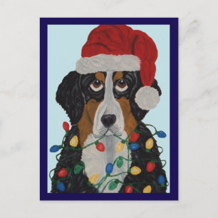Bernese Mountain Dog Tangled In Christmas Lights Postcard