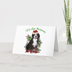 Bernese Mountain Dog ‘Tis Holiday Card