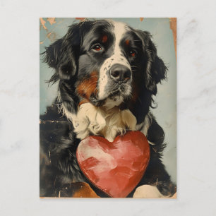 Bernese mountain dog Valentine's day Postcard