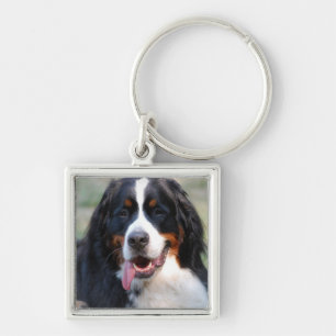 Bernese Mountain Dog with Big Tongue Keychain