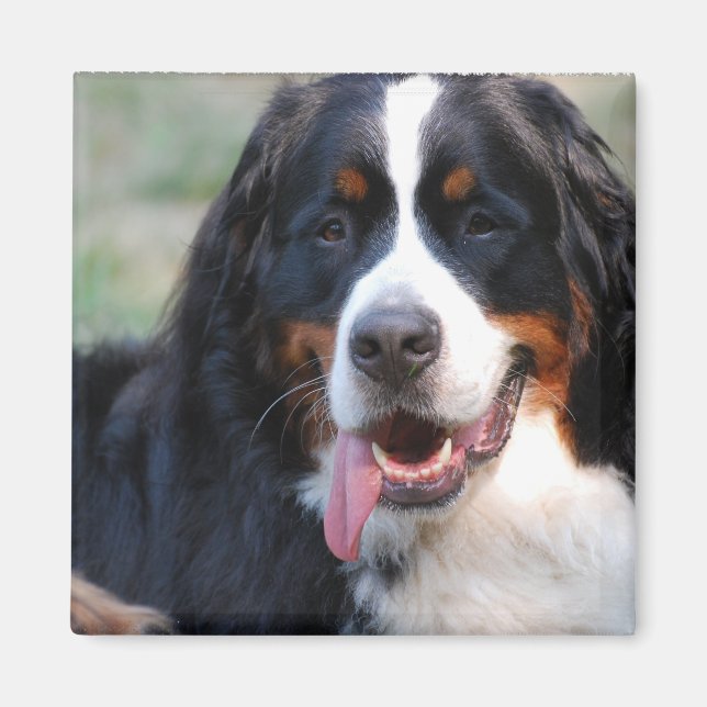 Bernese Mountain Dog with Big Tongue Magnet (Front)
