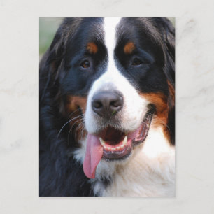 Bernese Mountain Dog with Big Tongue Postcard