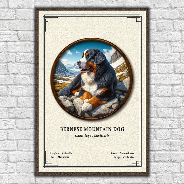 Bernese Mountain Dog Zoology Series Poster (Creator Uploaded)