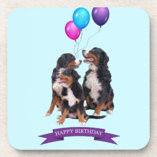 Bernese Mountain Dogs Happy Birthday Coaster