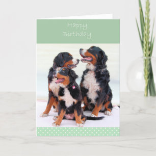 Bernese Mountain Dogs Happy Birthday Greeting Card