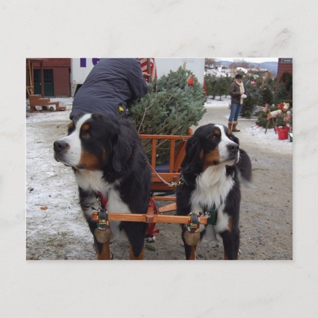 Bernese Mountain Dogs Postcard (Front)