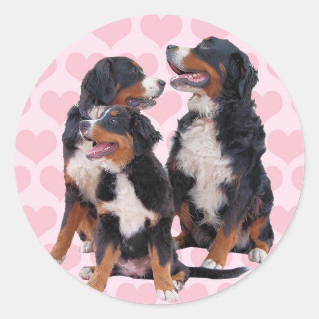 Bernese Mountain Dogs with Pink Hearts Classic Round Sticker (Front)