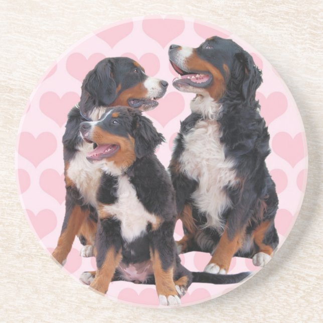 Bernese Mountain Dogs with Pink Hearts Coaster (Front)