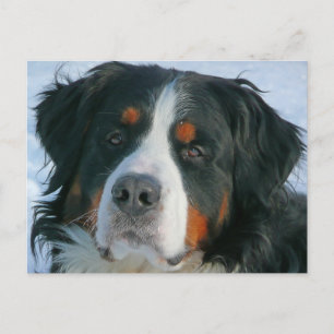 Bernese Mountain Puppy Dog Blank Postcard