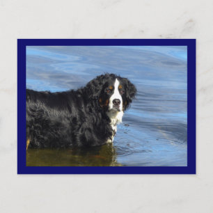 Bernese Mountain Puppy Dog Blank Postcard