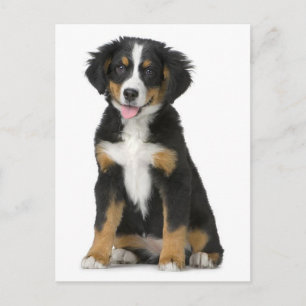 Bernese Mountain Puppy Dog Blank Postcard