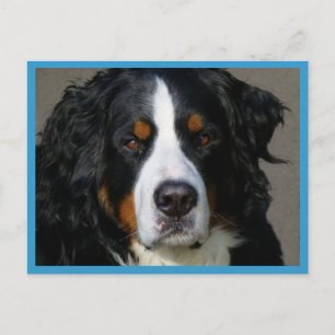 Bernese Mountain Puppy Dog Blank Postcard