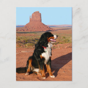 Bernese Mountain Puppy Dog Blank Postcard