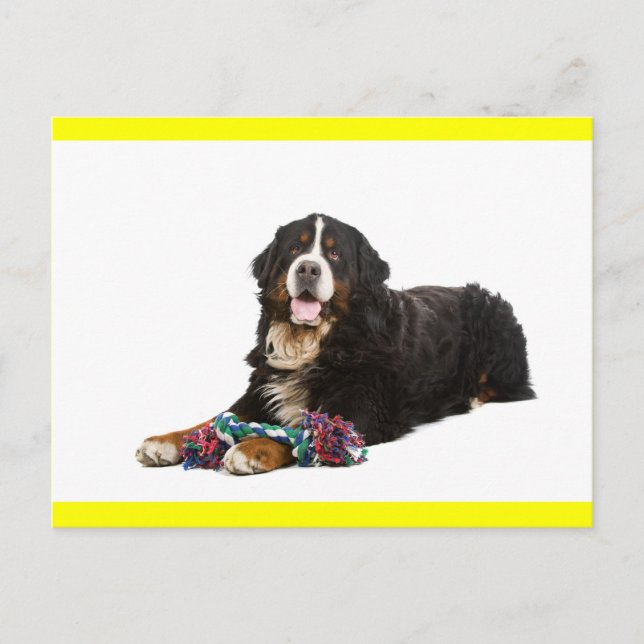 Bernese Mountain Puppy Dog Blank Postcard (Front)