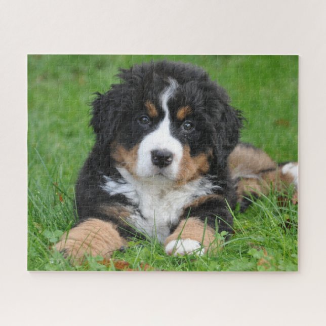 Bernese Mountain Puppy Dog Jigsaw Puzzle (Horizontal)