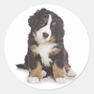 Bernese Mountain Puppy Dog Sticker / Seal