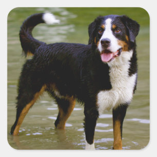 Bernese Mountain Puppy Dog Sticker / Seal