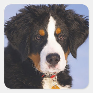 Bernese Mountain Puppy Dog Sticker / Seal