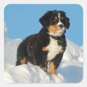 Bernese Mountain Puppy Dog Sticker / Seal
