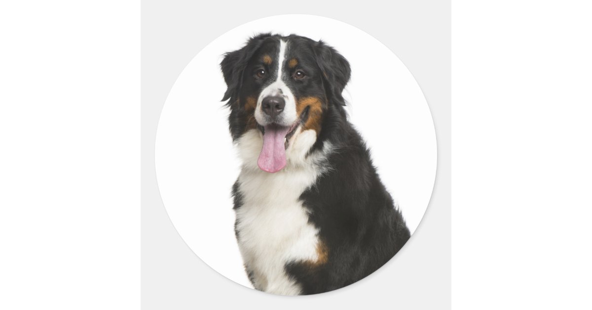 Bernese Mountain Puppy Mum Dog Dad Berner Rescue Classic ...