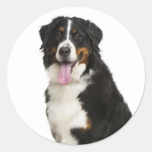 Bernese Mountain Puppy Mum Dog Dad Berner Rescue Classic Round Sticker