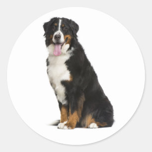 Bernese Mountain Puppy Mum Dog Dad Berner Rescue Classic Round Sticker