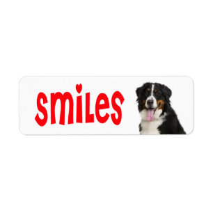 Bernese Mountain Puppy Mum Dog Rescue Dad Hello