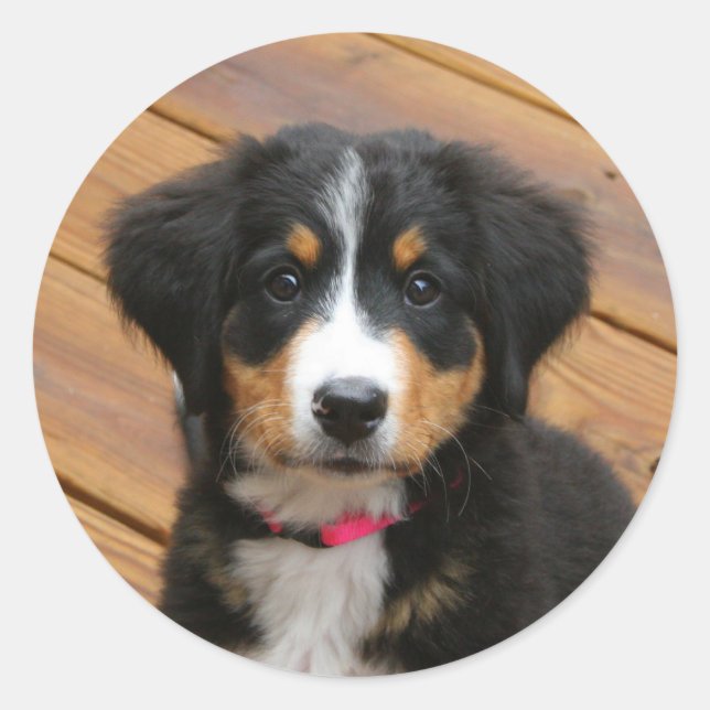 Bernese Mountain Puppy Stickers (Front)