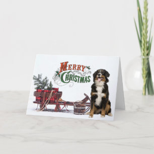 Bernese Mt. Dog Christmas Card