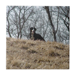Bernese Mt. Dog Tile