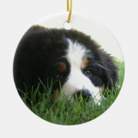 Bernese Puppy