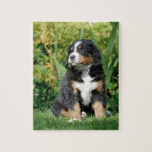 Bernese puppy jigsaw puzzle