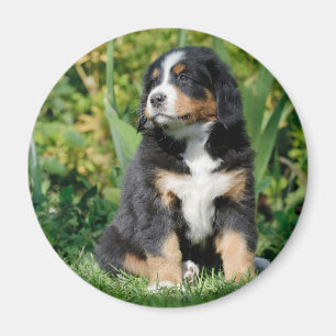 Bernese puppy magnet