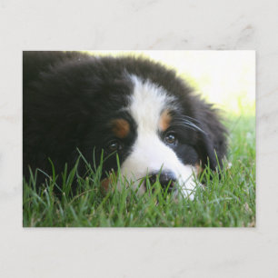 Bernese Puppy Postcard