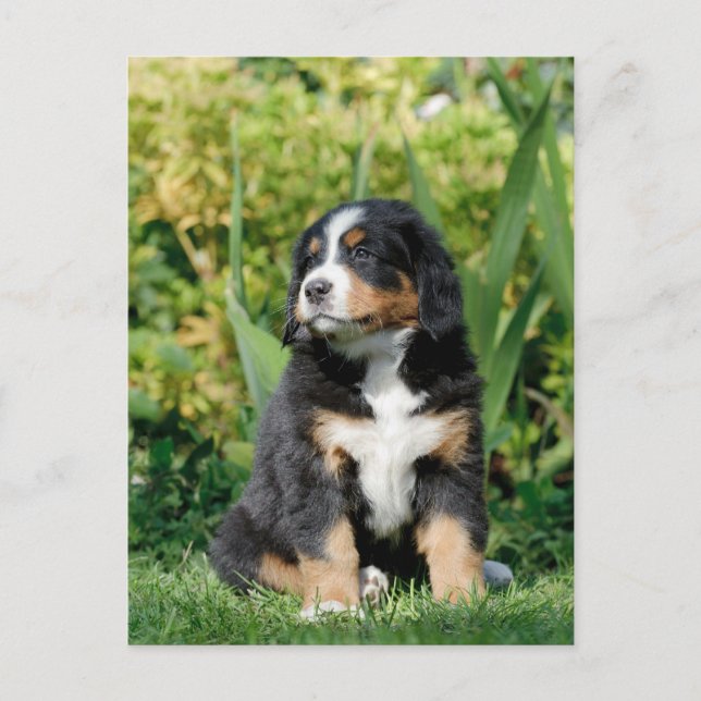 Bernese puppy postcard (Front)