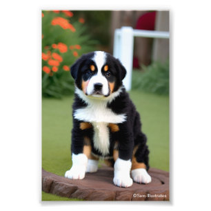Bernice Mountain Puppy Satin Photo Enlargement  Print