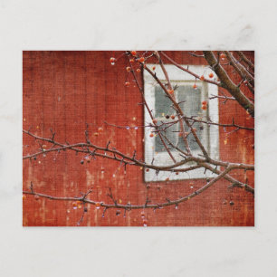 Berries and Barn Postcard