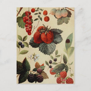BERRIES BERRIES postcard