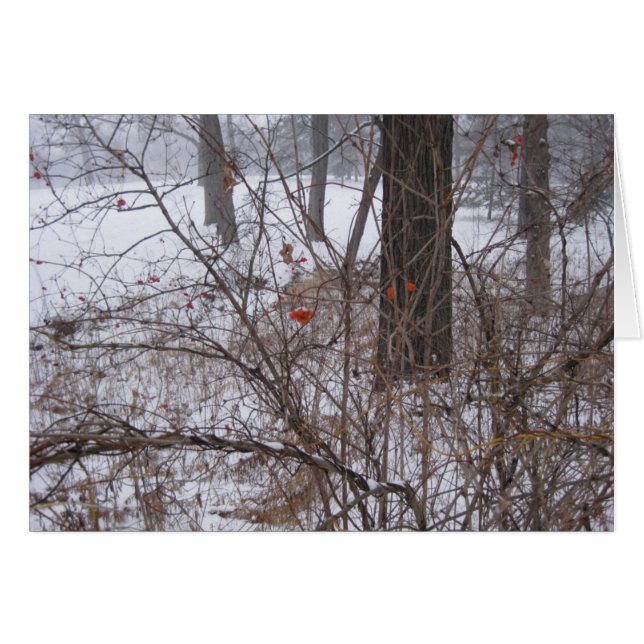 Berries in the Snow (Front Horizontal)