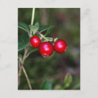 Berries of a wild lingonberry (Vaccinium vitis-ide