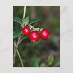 Berries of a wild lingonberry (Vaccinium vitis-ide Postcard