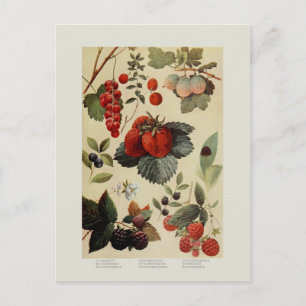 Berries Postcard