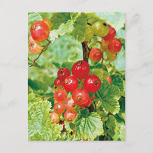 Berries Red Currant Postcard