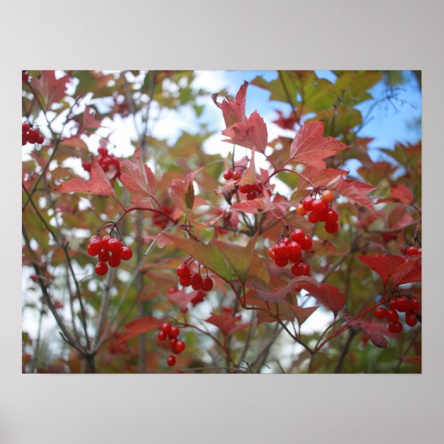 Berries Red Fall Leaf Autumn Garden Thanksgiving Poster (Front)