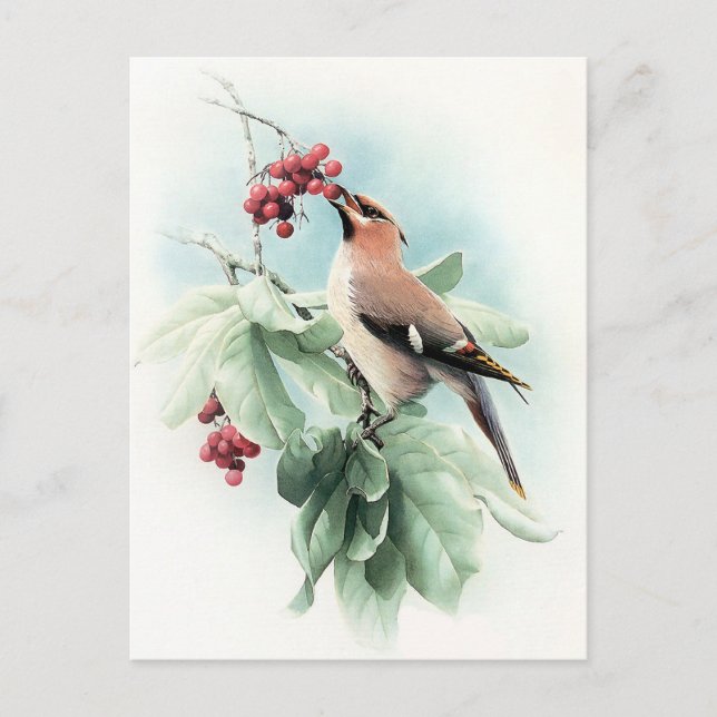 Berries To Eat Postcard (Front)