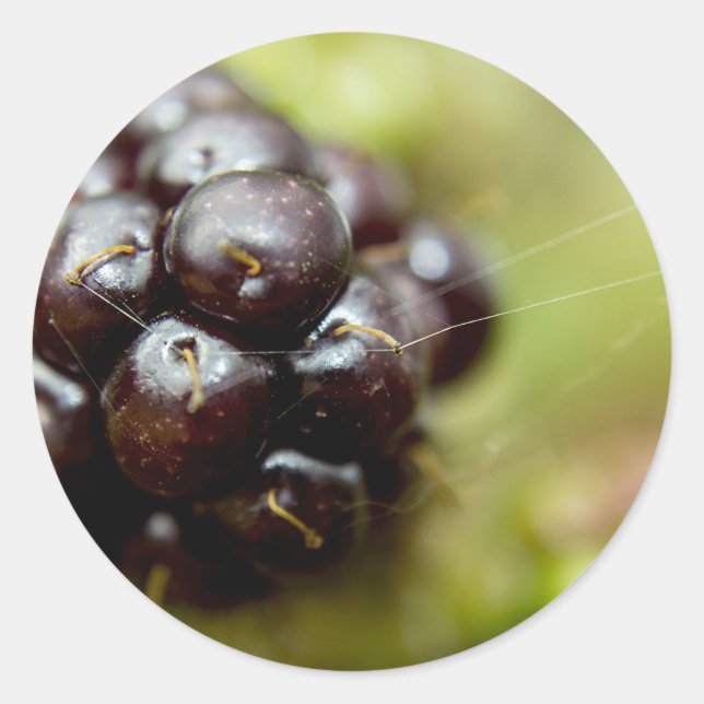 Berry Nice Classic Round Sticker (Front)