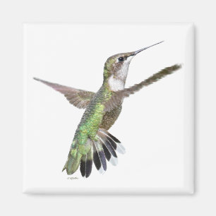 Berylline Hummingbird Painting Magnet