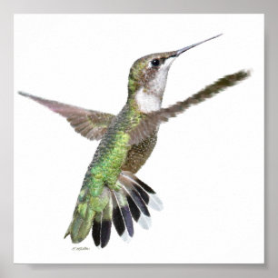 Berylline Hummingbird Painting Poster