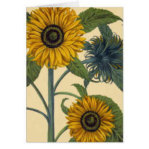 Besler: Sunflower