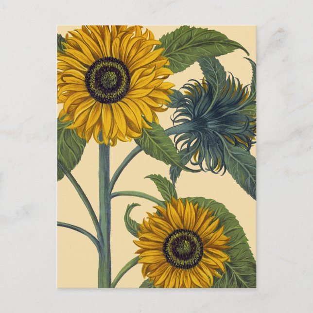 Besler: Sunflower Postcard (Front)
